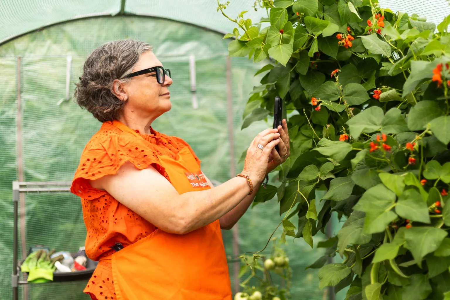 Side profile of a woman with grey hair and glasses, wearing an orange apron, taking a photo with her smartphone of lush green plants with orange flowers inside a greenhouse.